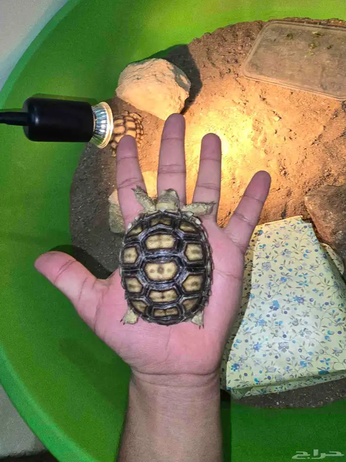 سلاحف برية سولكاتا 1