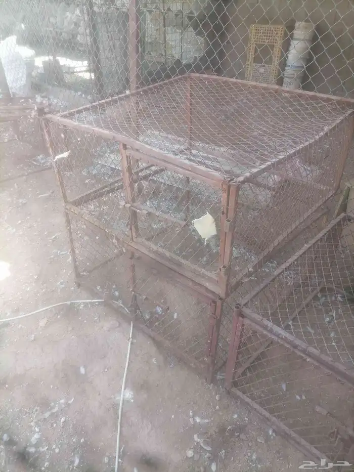 شبك وشبوك نقل 4
