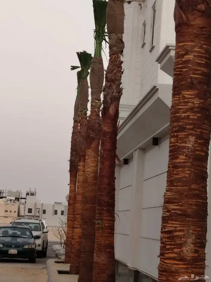 نخل للبيع عربي ووشنطني زينه 2