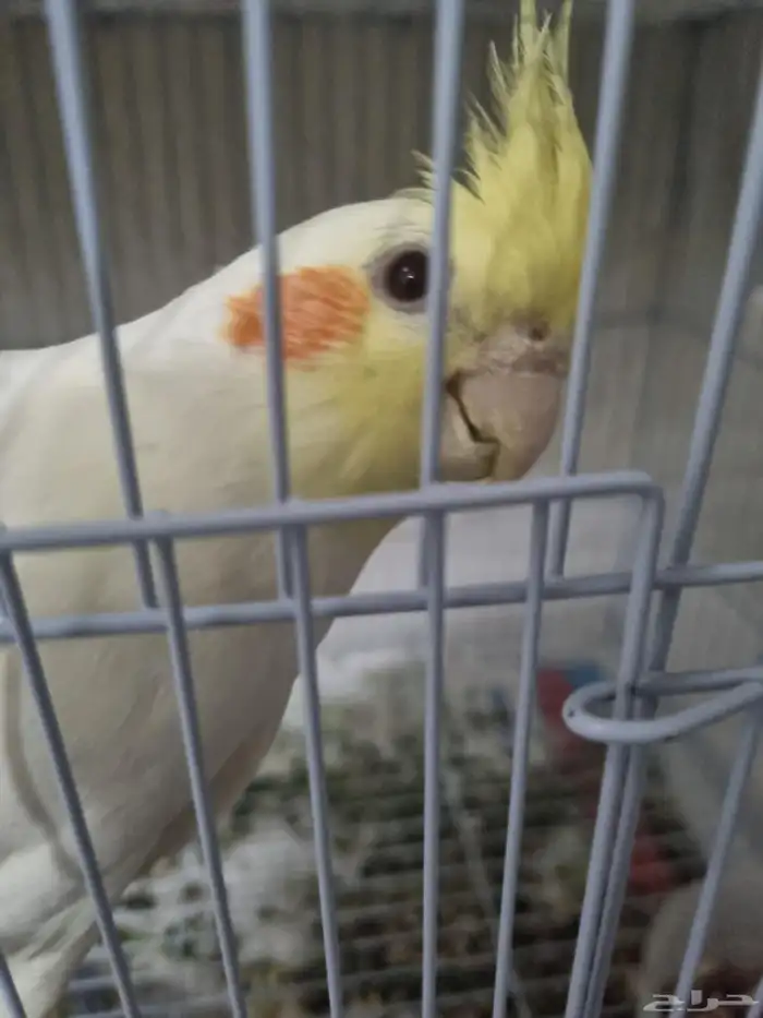 ذكر كروان متكلم 1