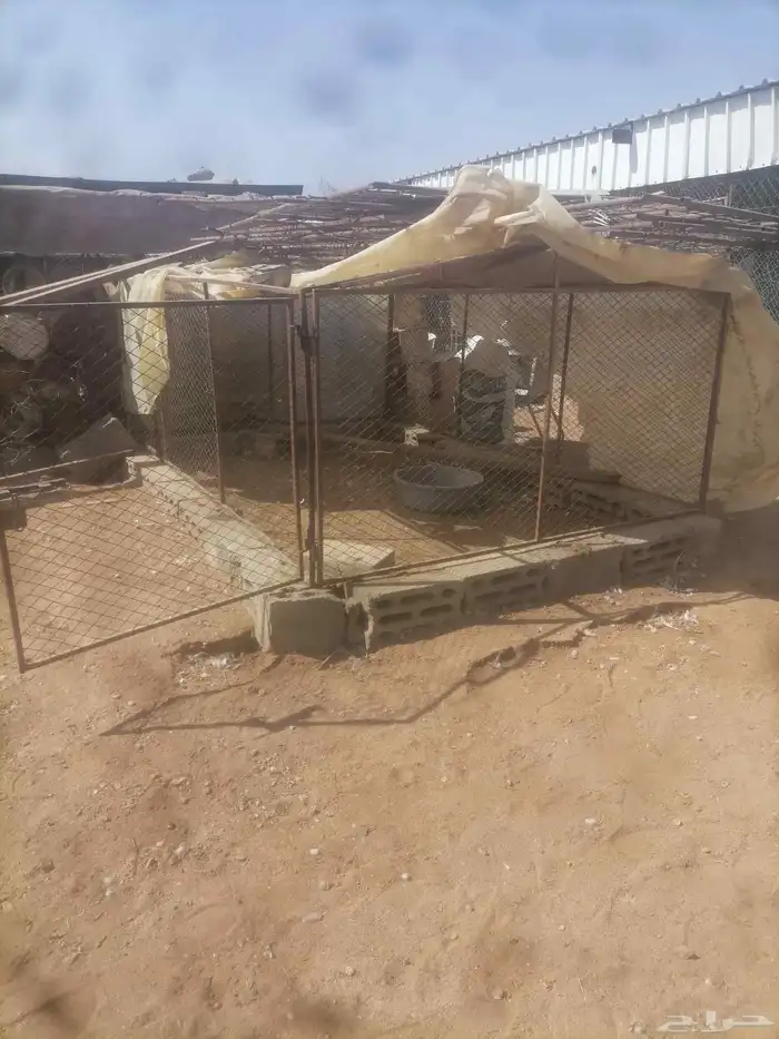 شبك دجاج طيور 0