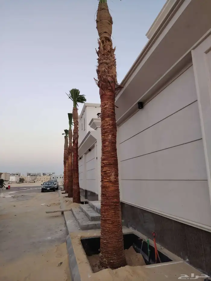 نخل للبيع عربي ووشنطني زينه 5