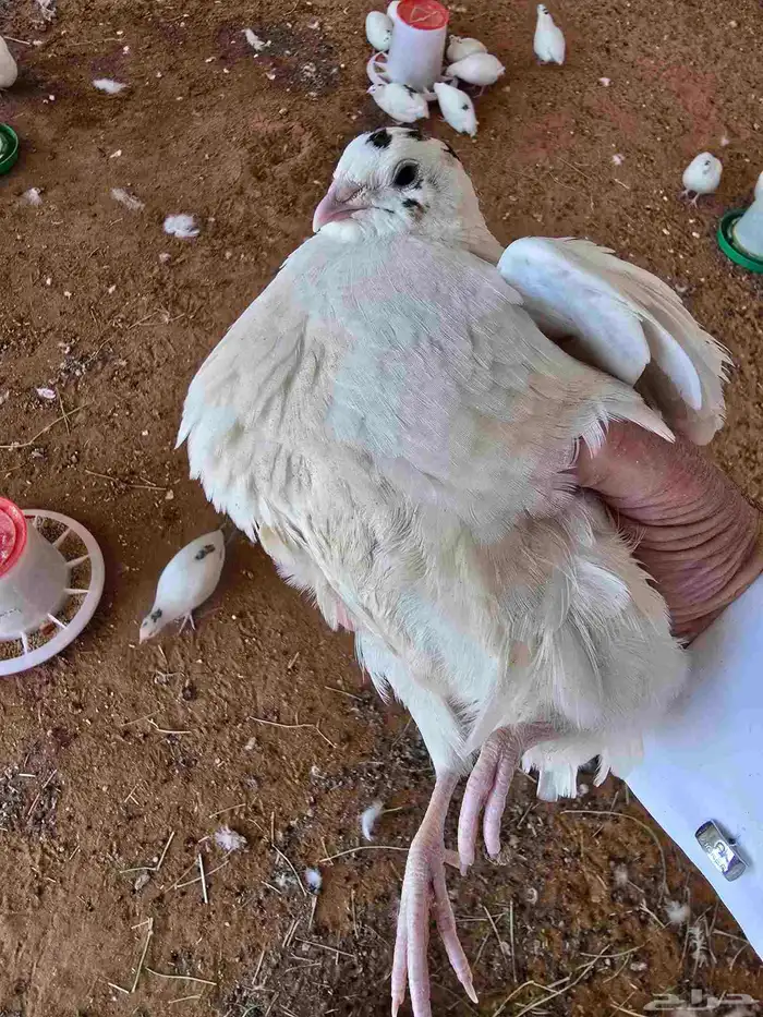 بيض سمان تكساس 2