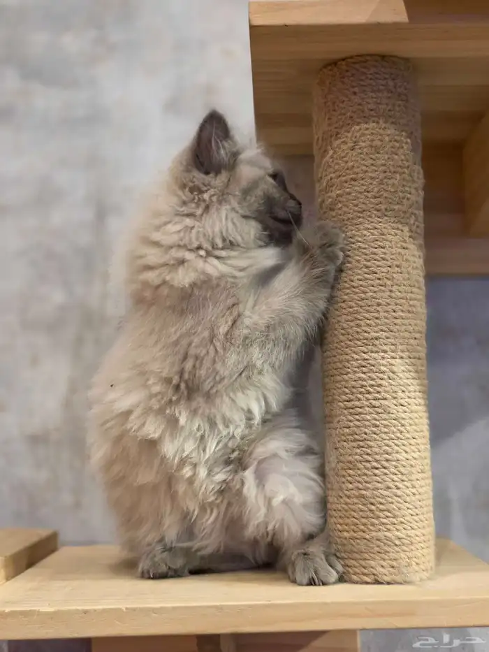 هملايا 3 شهور للبيع انثى 7