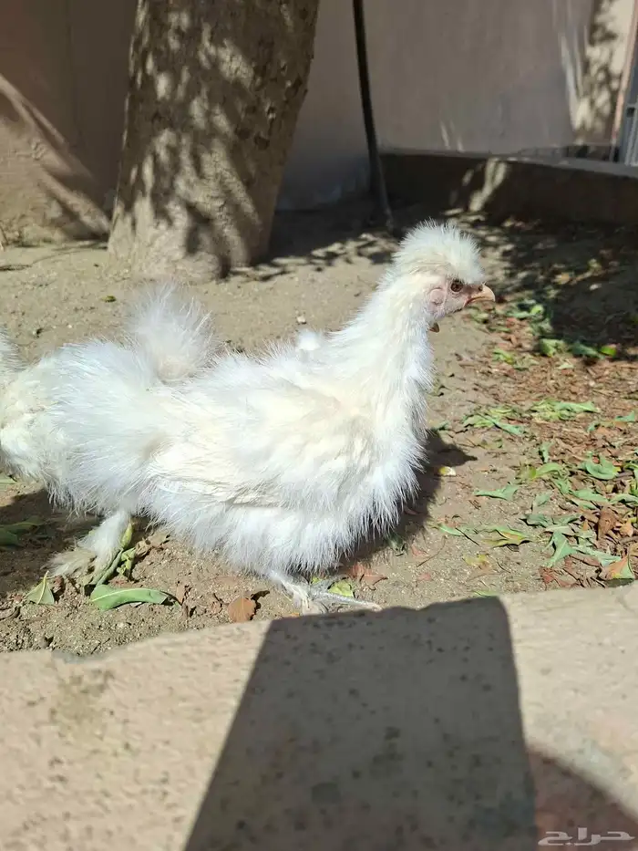 دجاج سلكي بلجرشي 1