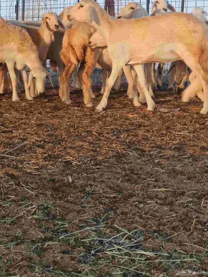 رخال حريات جذعات فرش الفحل 8