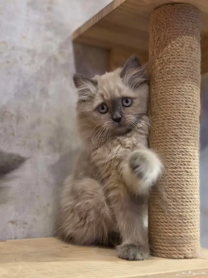 هملايا 3 شهور للبيع انثى 3