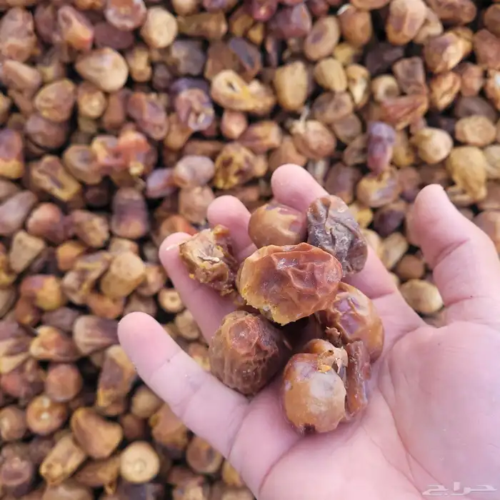 علف تمر 600 كيس ناشف حجر تم البيع 1