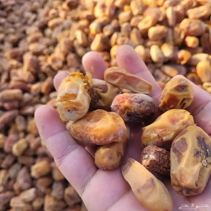 علف تمر 600 كيس ناشف حجر تم البيع 3