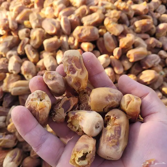 علف تمر 600 كيس ناشف حجر تم البيع 4