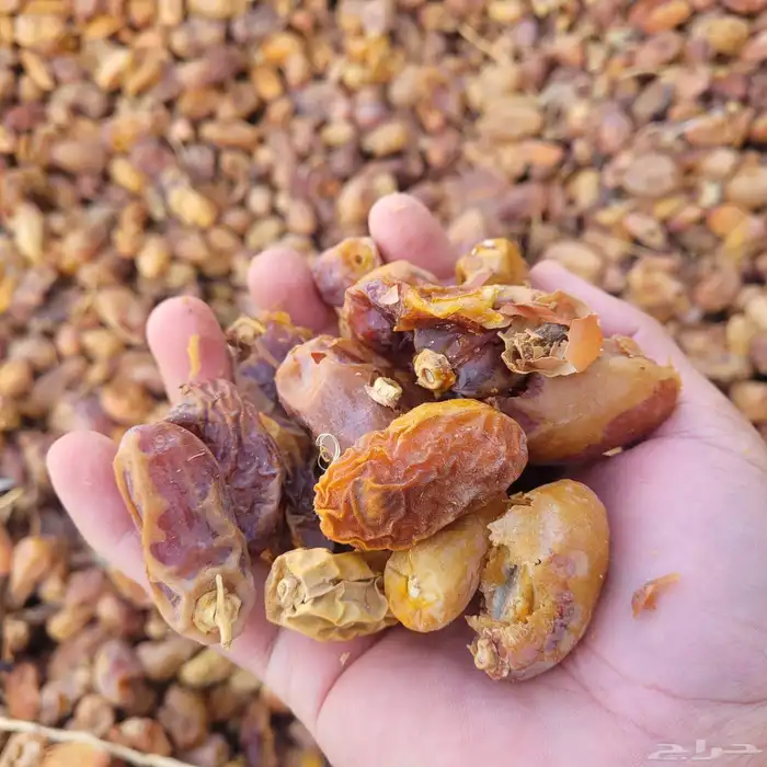 علف تمر 600 كيس ناشف حجر تم البيع 5