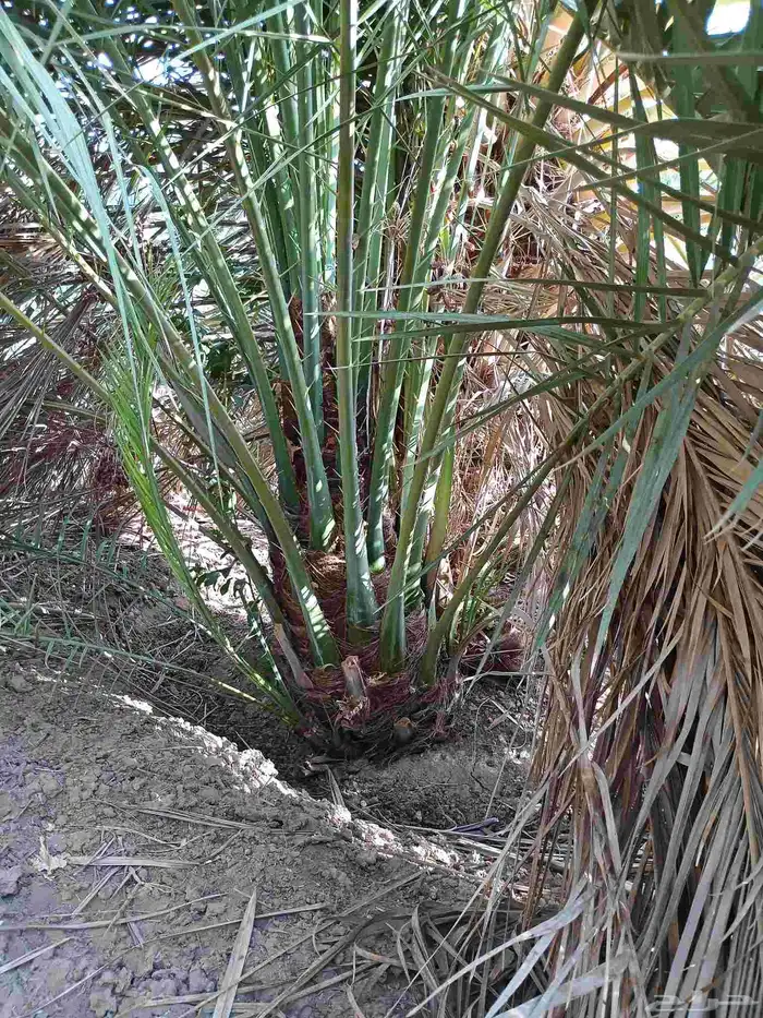 يوجد لدينا فسايل صقعي مجدول عجوه صفاوي مبروم العلا 1