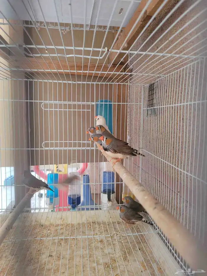 طيور زيبرا فنش 0