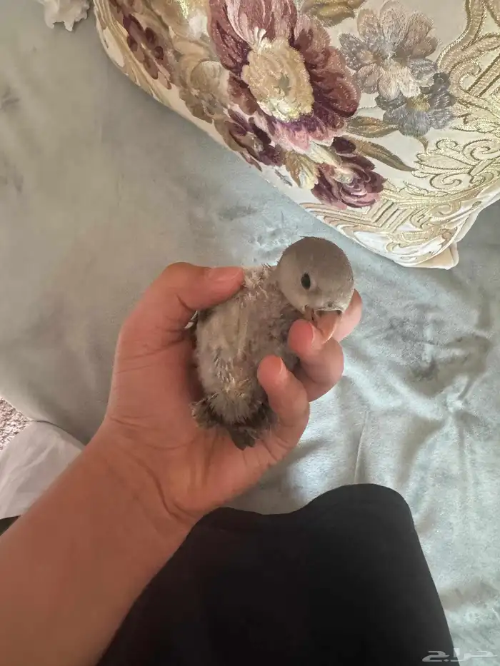 فرخ روز لون كاسكو 4
