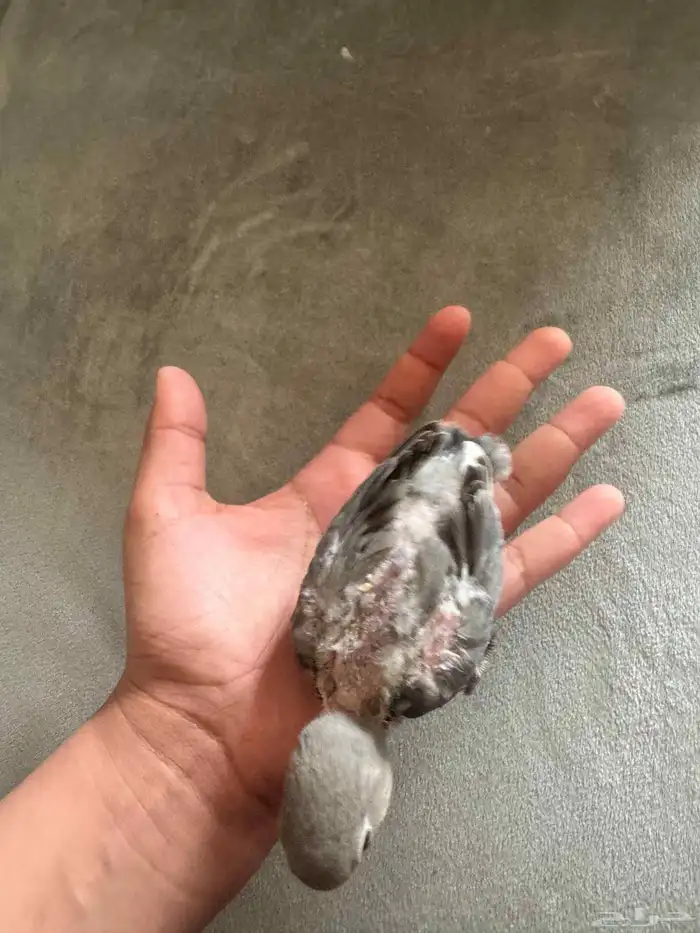 فرخ روز لون كاسكو 2