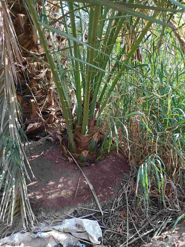 يوجد لدينا فسايل صقعي مجدول عجوه صفاوي مبروم العلا 0