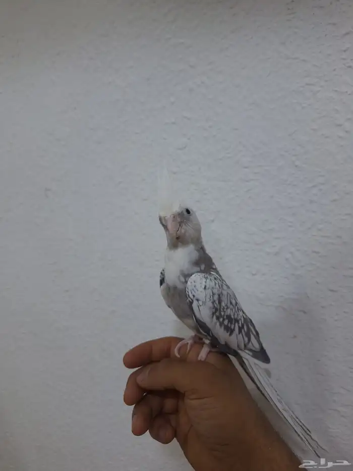 جوز كروان هولندي 4