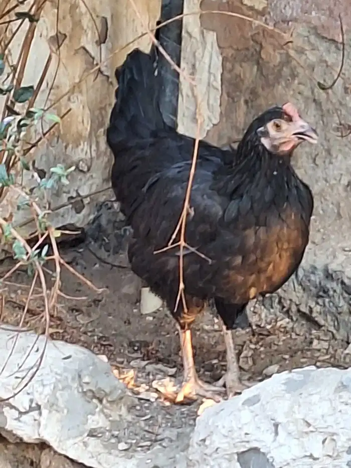 ديكة ودجاج براهما مهجن مع بلدي 1