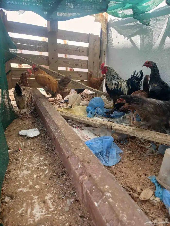 دجاج 1