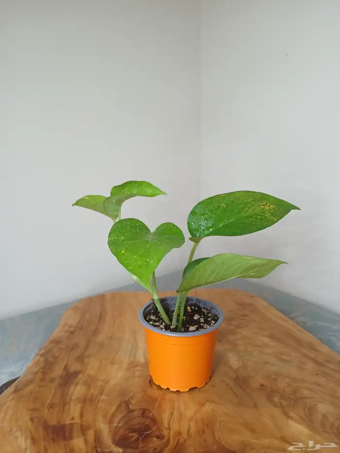 نباتات البوتس داخلية 5