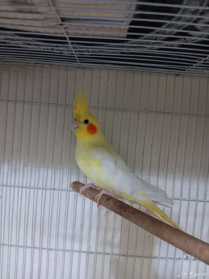 انثى كروان جاهزه 0