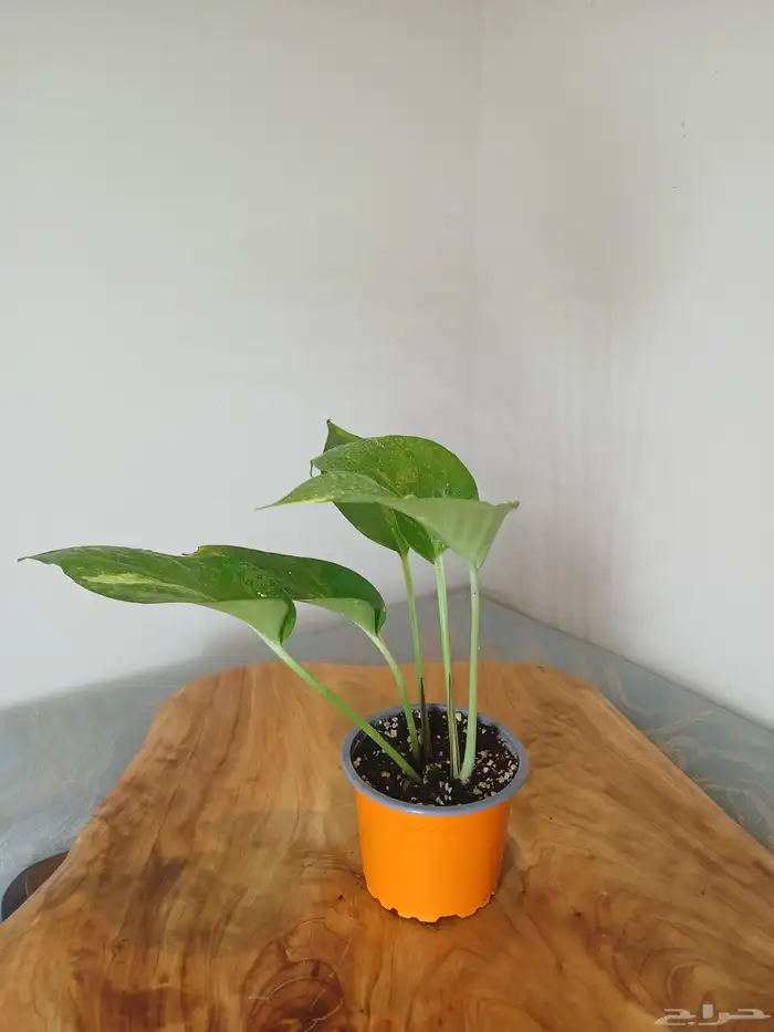 نباتات البوتس داخلية 8