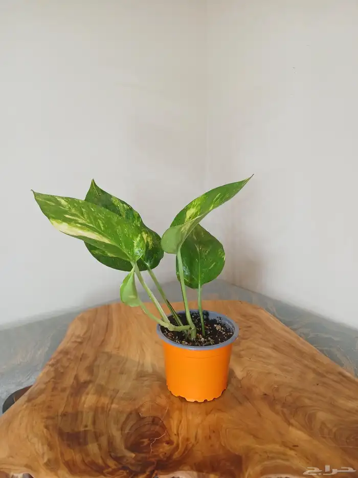 نباتات البوتس داخلية 3