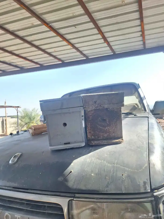 افرنجي نحل 2