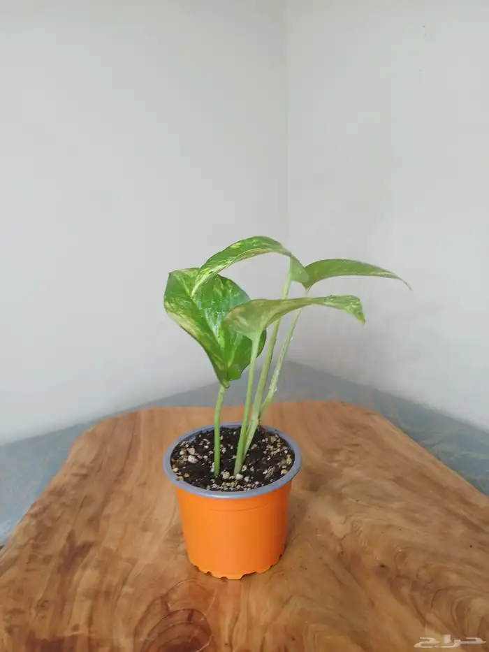 نباتات البوتس داخلية 4