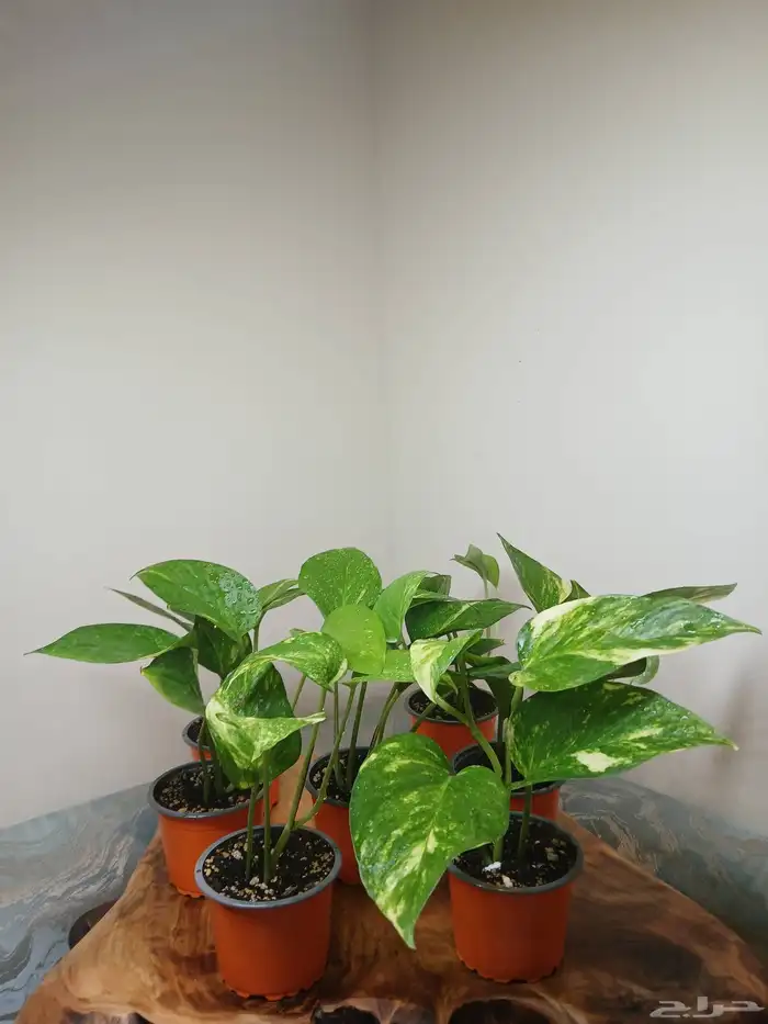 نباتات البوتس داخلية 1