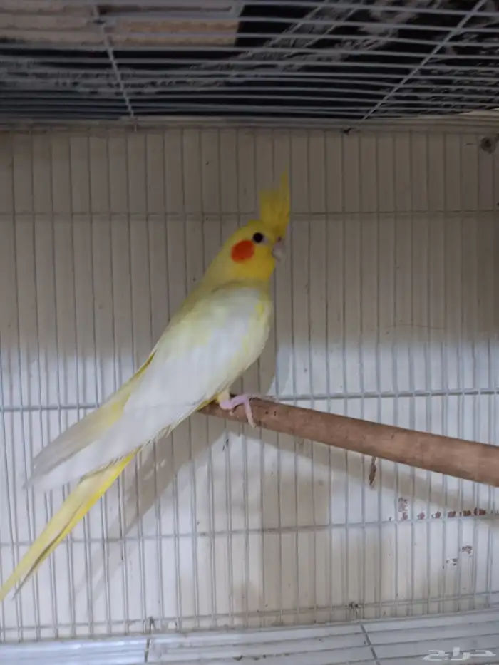 انثى كروان جاهزه 1