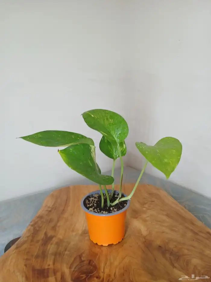 نباتات البوتس داخلية 7