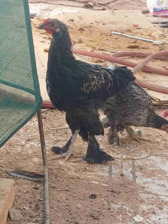 دجاج 2