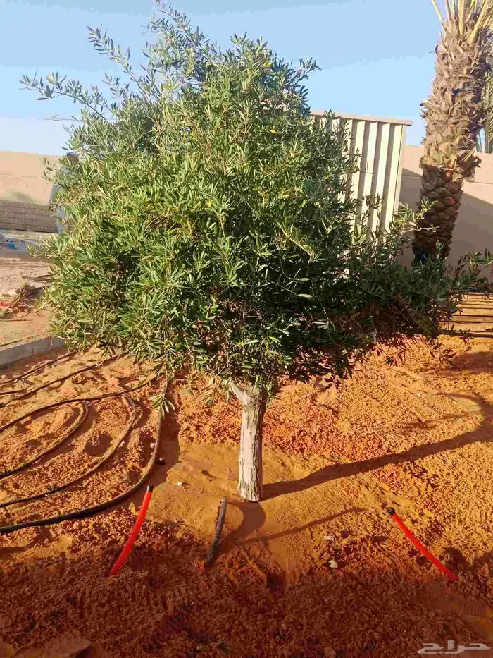 زيتون حدايق وقصور مفرع مقاس مطلوب 0