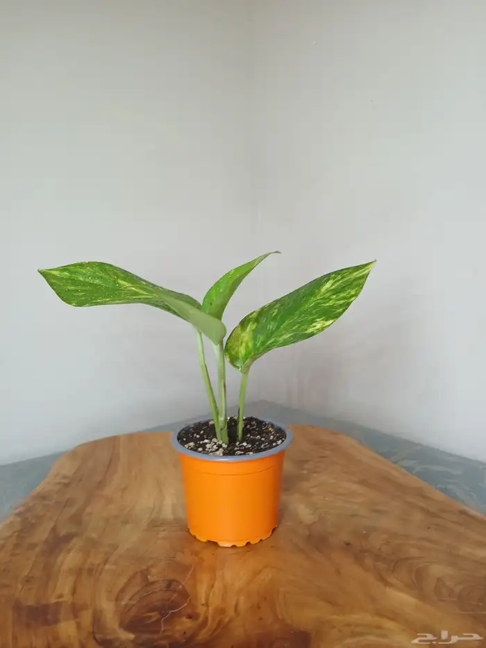 نباتات البوتس داخلية 6