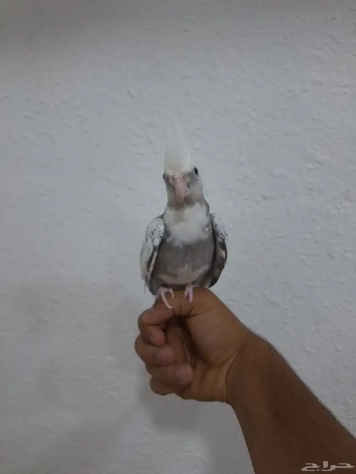 جوز كروان هولندي 6