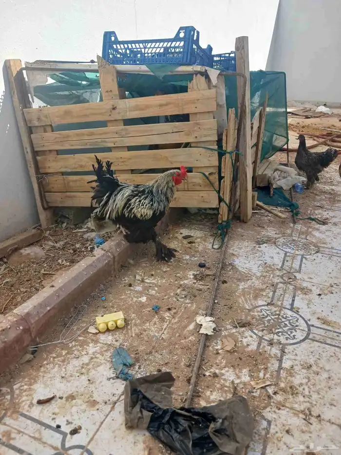 دجاج 0