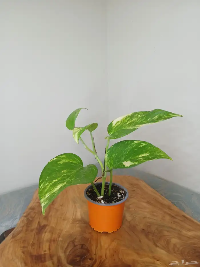 نباتات البوتس داخلية 2