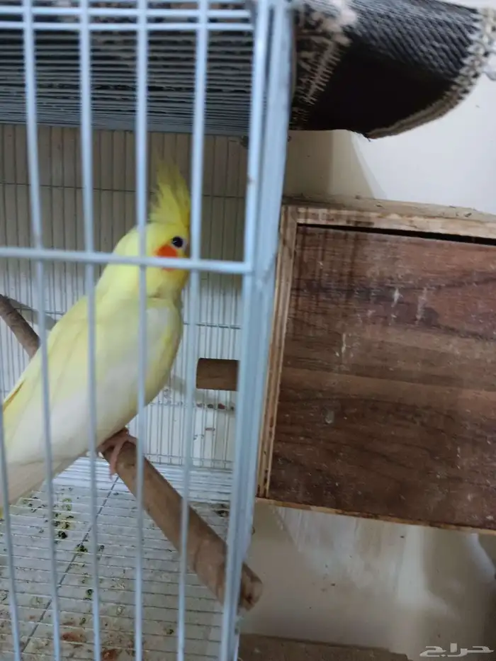 انثى كروان جاهزه 2