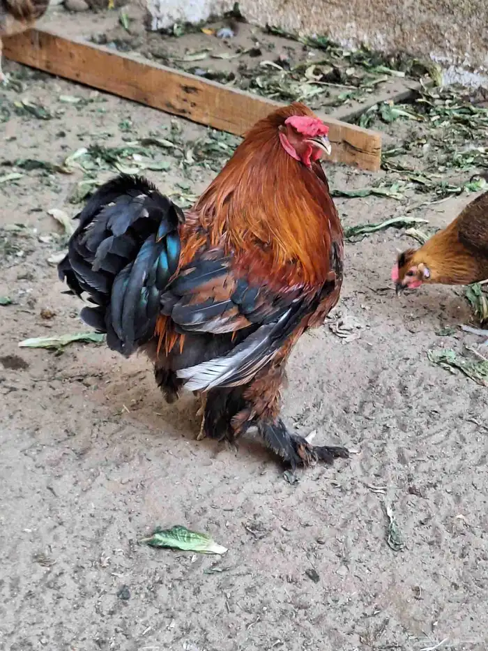 ديكة ودجاج براهما مهجن مع بلدي 0