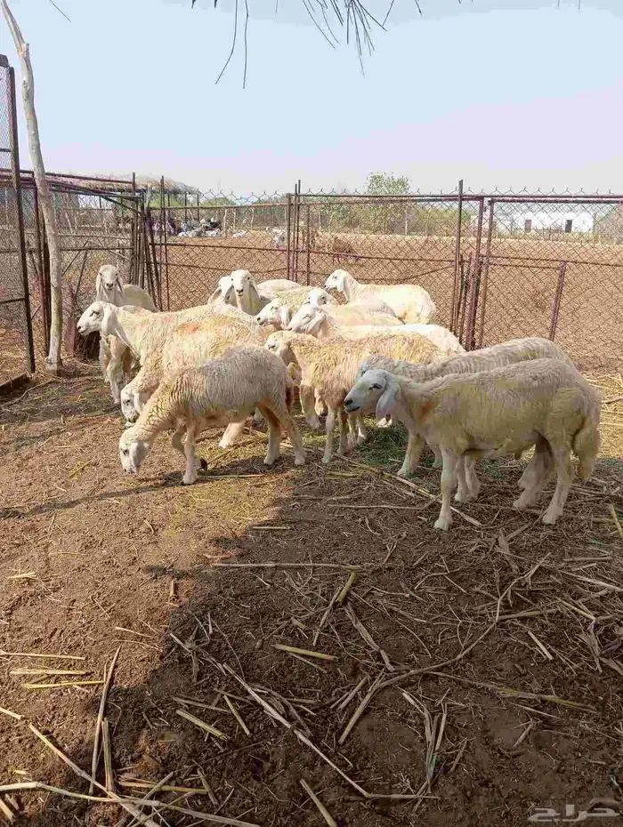 طليان العدد 18 0