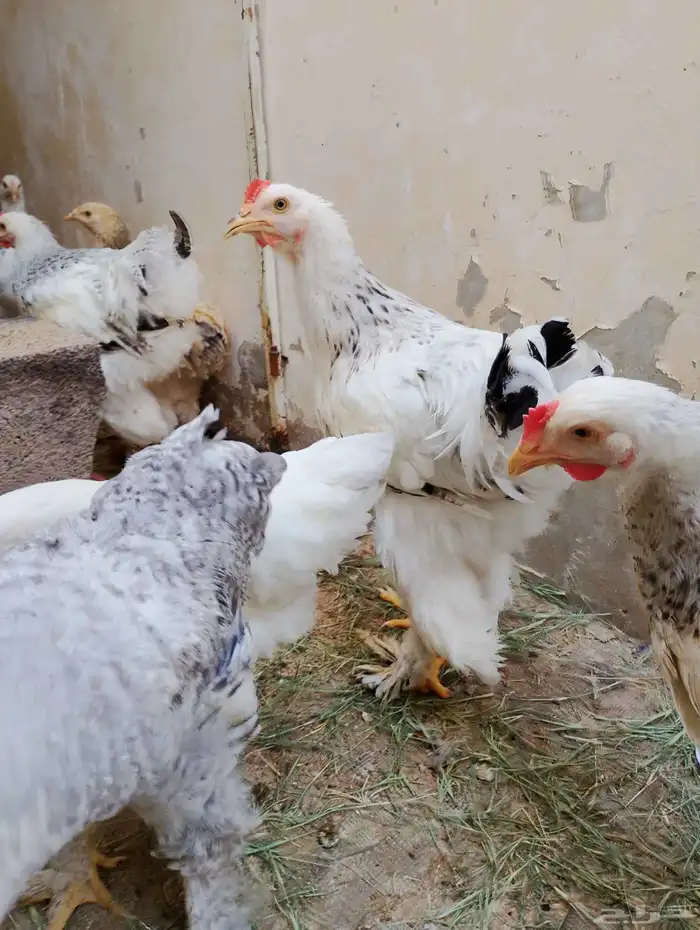 براهما للبيع 0