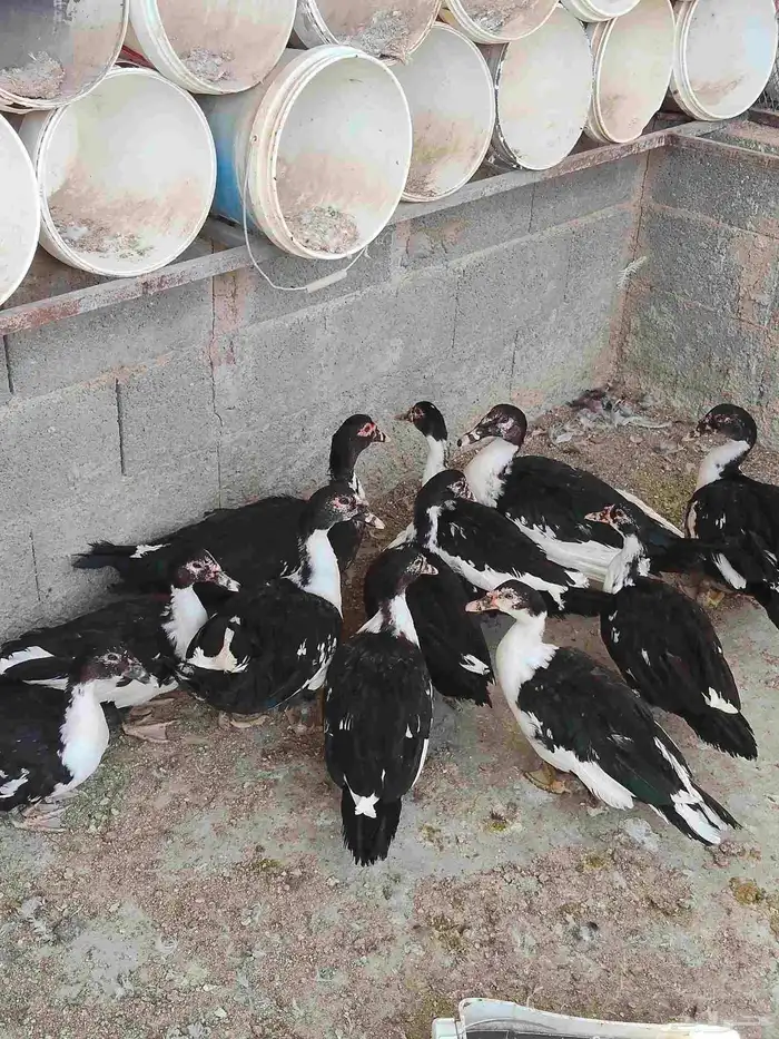 بح مسكوفى 1