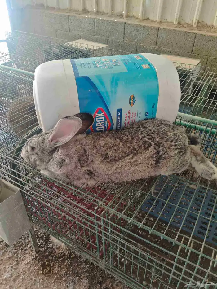 ارانب فلاندر 1