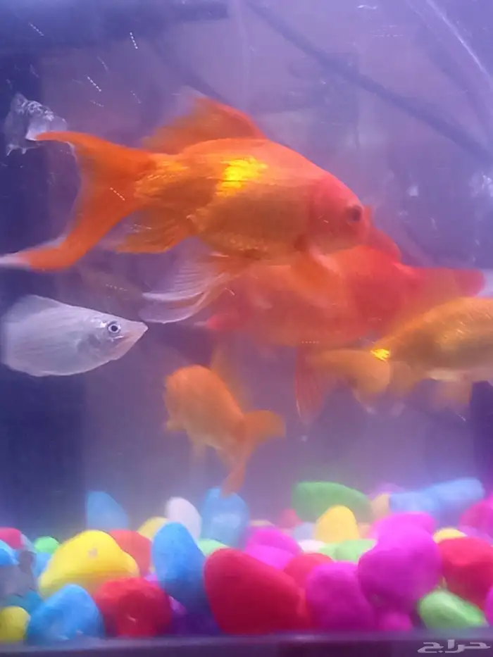 اسماك زينه اربع سمكات مع الحوض مع ماطور هواء 4