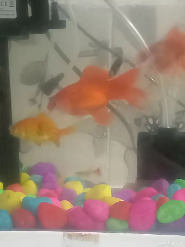 اسماك زينه اربع سمكات مع الحوض مع ماطور هواء 0