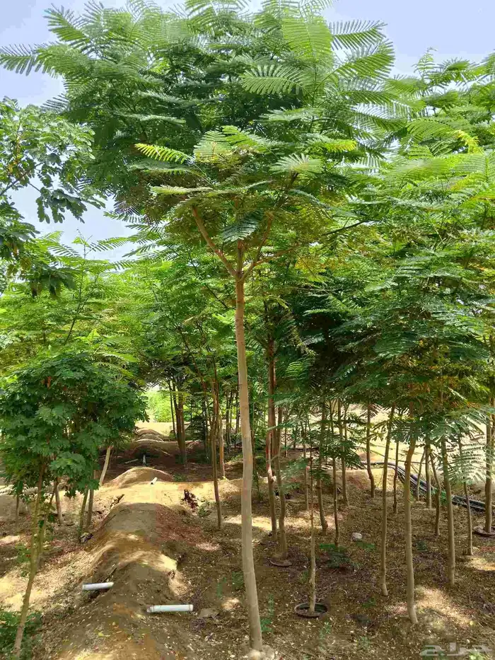مشتل الجموم الجميع انواع اشجار با الجملة للزراعة 7
