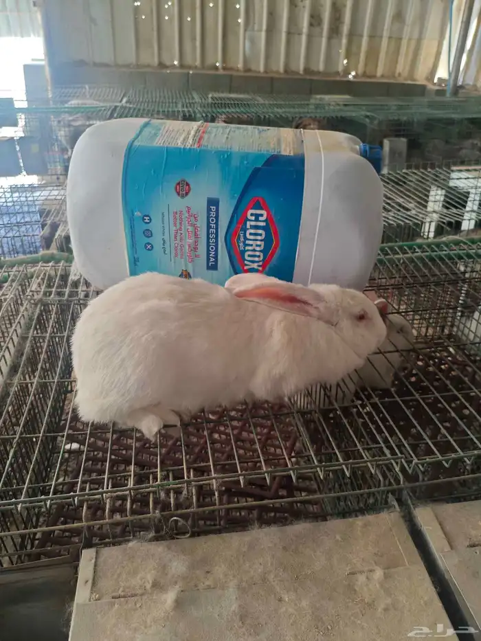 لافندر ابيض 2