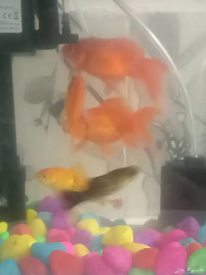 اسماك زينه اربع سمكات مع الحوض مع ماطور هواء 2