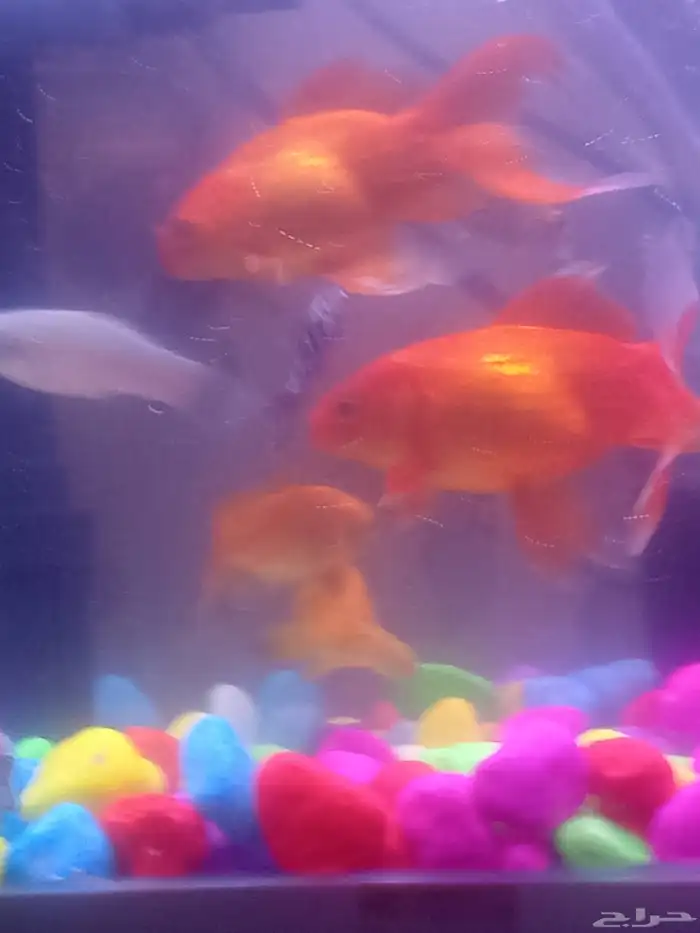 اسماك زينه اربع سمكات مع الحوض مع ماطور هواء 5